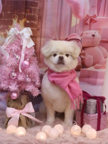 20241223琥珀くん